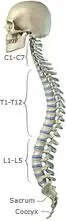 labeled-spinal-column