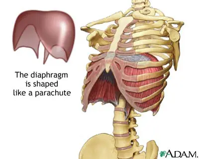 diaphragm system