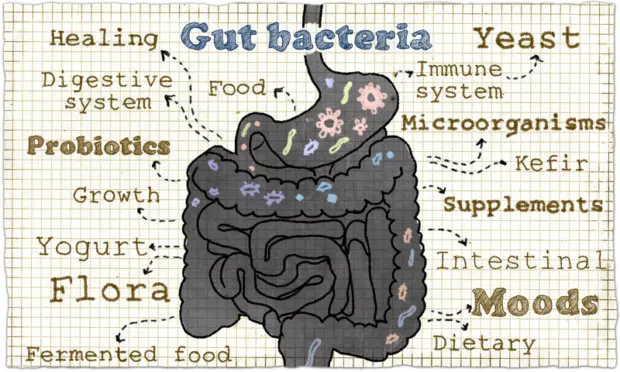 Professionally drawn diagram of the intestines with gut flora throughout them and labels branching out that say words such as "food, diet, microorganism". 